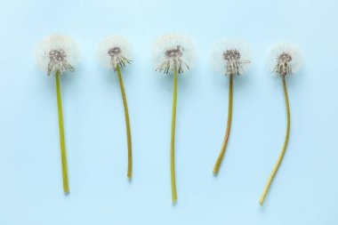 Mavi arka planda güzel karahindibalar