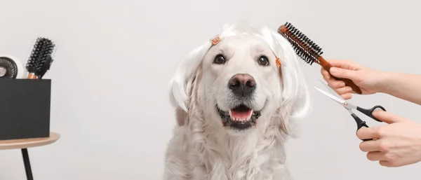 Groomer Taking Care Cute Dog Wig Light Background — Stock Photo, Image
