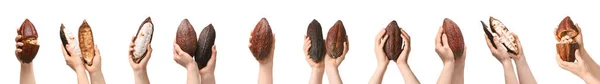 Set Female Hands Fresh Cocoa Fruit White Background — Stock Photo, Image