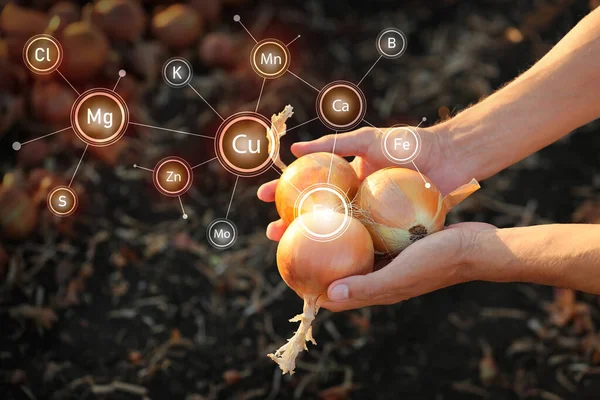Male Farmer Gathered Onion Field Closeup — Stockfoto