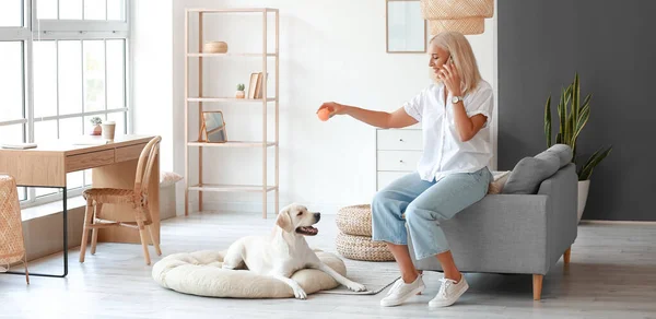 Mature Woman Talking Phone While Playing Cute Labrador Dog Home — Foto Stock