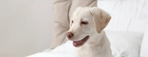 Aranyos Labrador Kiskutya Hálószobában — Stock Fotó