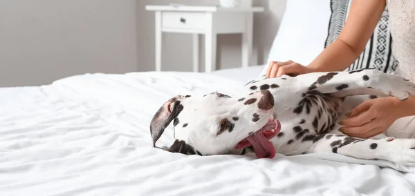 Young Woman Playing Funny Dalmatian Dog Bedroom — Stock Photo, Image