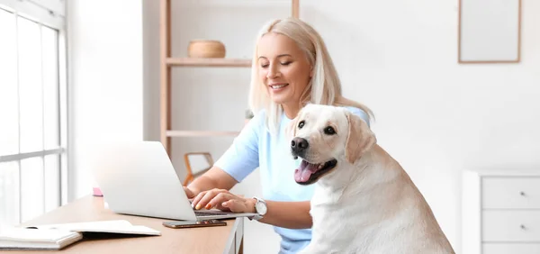 Mature Woman Cute Labrador Dog Using Laptop Home — Stock Photo, Image