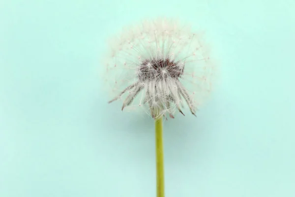 Beautiful Dandelion Blue Background Closeup — стоковое фото