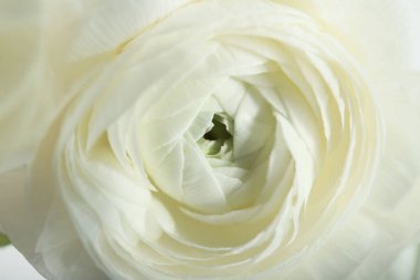 Güzel beyaz ranunculus çiçeği, yakın plan.