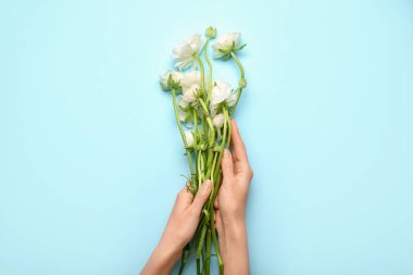 Female hands with beautiful ranunculus flowers on color background, closeup