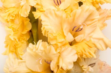 Bir sürü güzel gladiolus çiçeği, yakın plan.