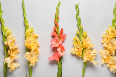 Gri arkaplanda farklı gladiolus çiçekleri, yakın plan