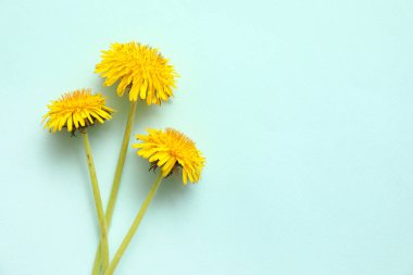 Mavi zemin üzerine sarı karahindiba