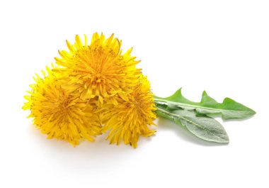 Beyaz arka planda yaprakları olan sarı karahindibalar.