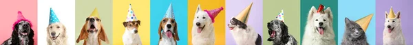 Viele Hunde Und Katzen Partyhüten Vor Buntem Hintergrund — Stockfoto