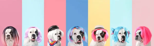 Collage Avec Chien Drôle Dans Différentes Perruques Sur Fond Coloré — Photo