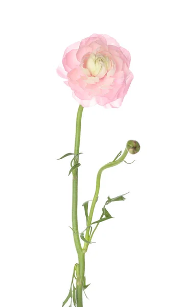 Pink Ranunculus Flower Isolated White Background Closeup — Photo