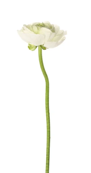 Delikat Ranunculus Blomma Isolerad Vit Bakgrund Närbild — Stockfoto