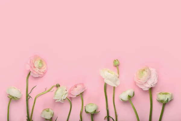 Ranunculus Flowers Pink Background Closeup — Stock Photo, Image