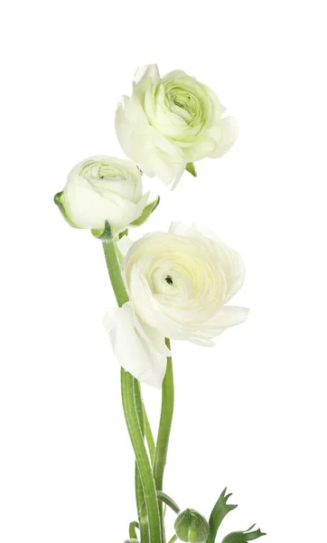 Όμορφα Λουλούδια Ranunculus Απομονώνονται Λευκό Φόντο Closeup — Φωτογραφία Αρχείου