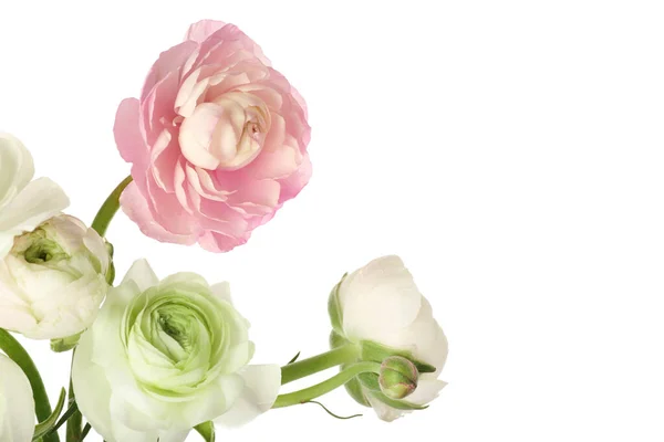 Csokor Gyönyörű Ranunculus Virágok Fehér Háttér Közelkép — Stock Fotó