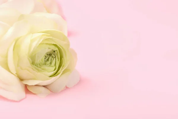Piękny Kwiat Ranunculus Różowym Tle Zbliżenie — Zdjęcie stockowe