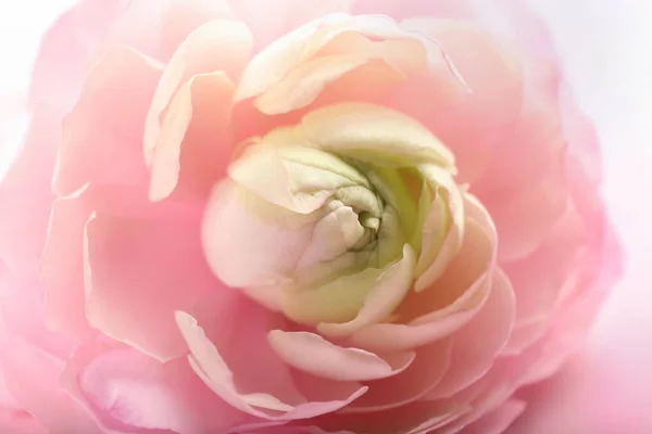 Piękny Jaskier Różowy Kwiat Zbliżenie — Zdjęcie stockowe