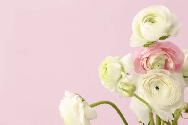 Delikat Ranunculus Blommor Rosa Bakgrund Närbild — Stockfoto