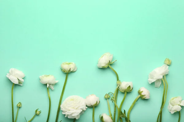 White Ranunculus Flowers Color Background Closeup — Stock Photo, Image