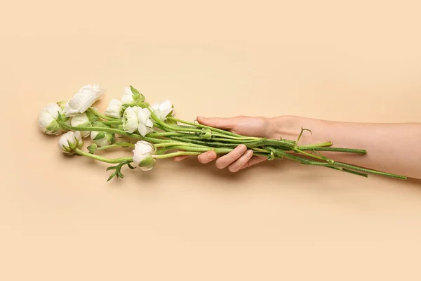 Female Hand Beautiful Ranunculus Flowers Color Background Closeup — Stock Photo, Image