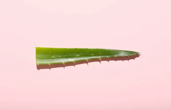 Fresh Aloe Vera Leaf Color Background — 스톡 사진