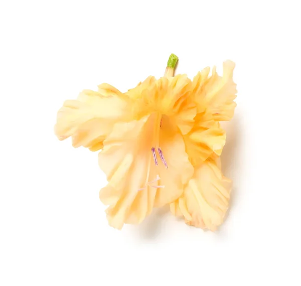 Delicate Gladiolus Flower Isolated White Background — Fotografia de Stock
