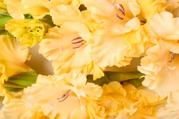 Bir sürü güzel gladiolus çiçeği, yakın plan.