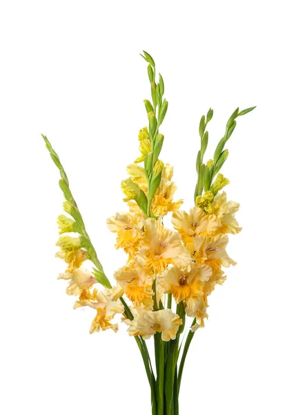 Buquê Flores Gladiolus Fundo Branco Close — Fotografia de Stock