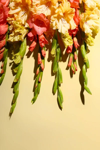 Different Gladiolus Flowers Color Background — Stock Photo, Image