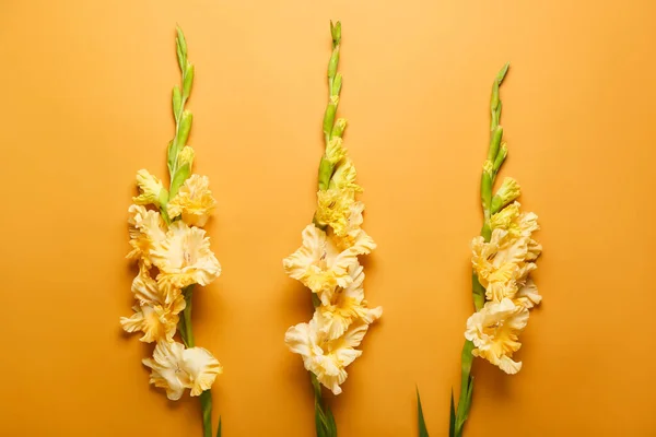 Gladiolus Flowers Color Background Closeup — Stock fotografie