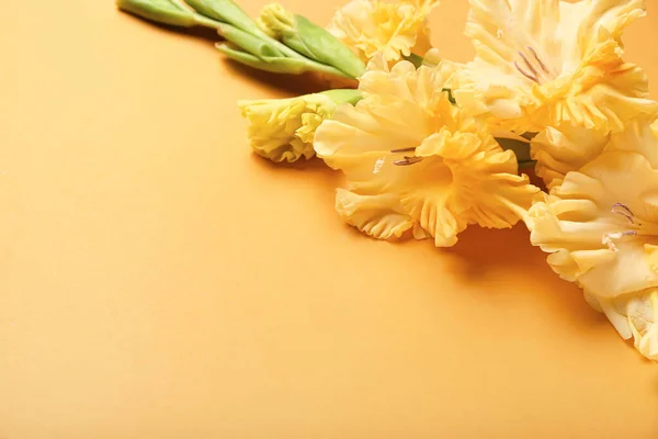 Gladiolus Flowers Color Background Closeup — Stockfoto