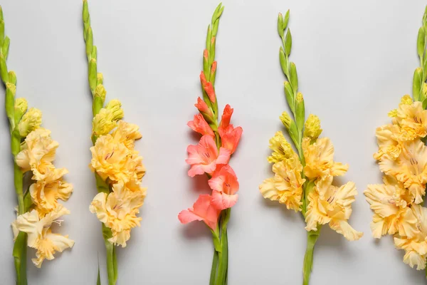 Different Gladiolus Flowers Grey Background Closeup — Stock fotografie