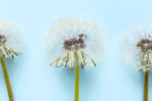 Beautiful Dandelions Blue Background Closeup — стоковое фото