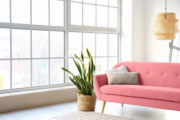 Różowa Sofa Houseplant Pobliżu Okna Jasnym Salonie — Zdjęcie stockowe