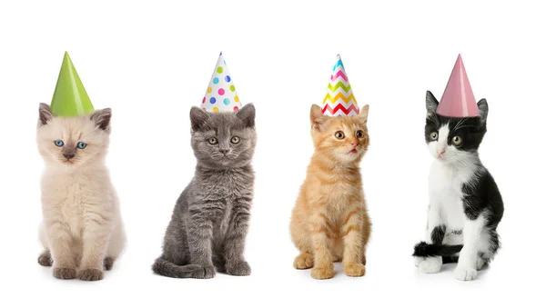 Cute Funny Kittens Party Hats Isolated White —  Fotos de Stock