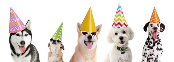 Cute Funny Dogs Party Hats Isolated White — Photo