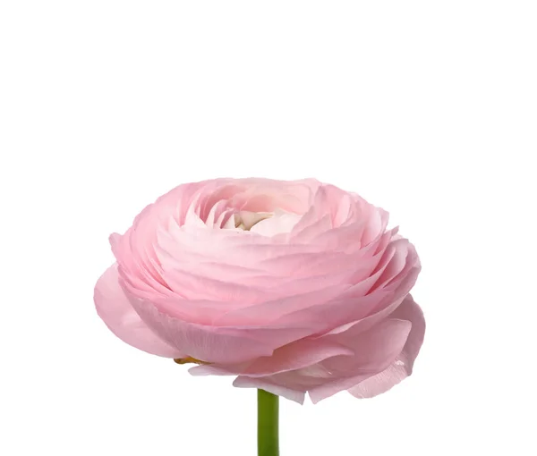 Pink Ranunculus Flower White Background Closeup — Stockfoto