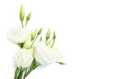 Beyaz arkaplanda izole edilmiş östoma çiçekleri