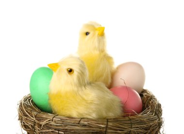 Beyaz arka planda sevimli sarı tavuklar ve Paskalya yumurtaları.