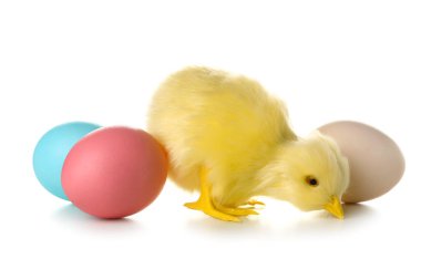 Sevimli sarı tavuk ve paskalya yumurtaları beyazda izole edilmiş.