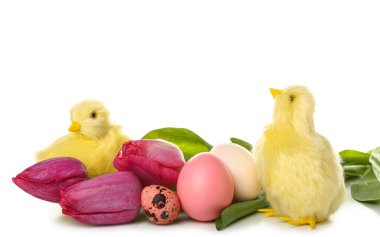 Beyaz arka planda sevimli sarı tavuklar, laleler ve Paskalya yumurtaları.