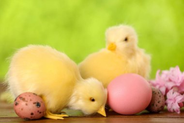 Tatlı tavuklar, Paskalya yumurtaları ve açık havada çiçekler.