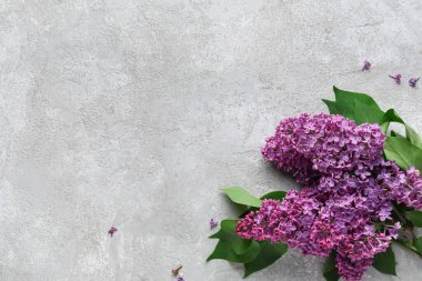 Grunge arka planında mor leylak çiçekleri