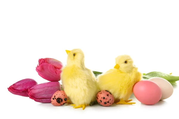 Cute Yellow Chickens Tulips Easter Eggs White Background — Fotografia de Stock