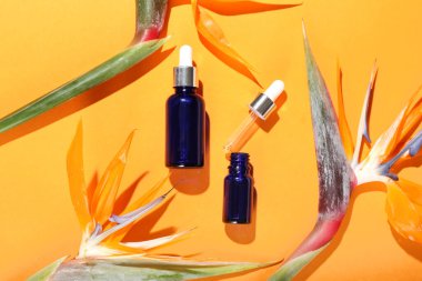 Renkli arka planda gerekli yağ ve strelitzia çiçekleri şişeleri