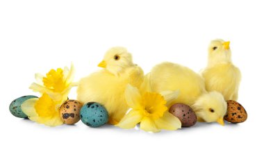 Beyaz arka planda sevimli sarı tavuklar, çiçekler ve Paskalya yumurtaları.