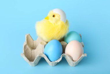 Sevimli sarı tavuk ve mavi arka planda Paskalya yumurtası.